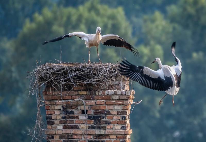 Professional Chimney Animal Removal Services in Billerica, Massachusetts